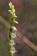 Image of Florida Ladies'-Tresses