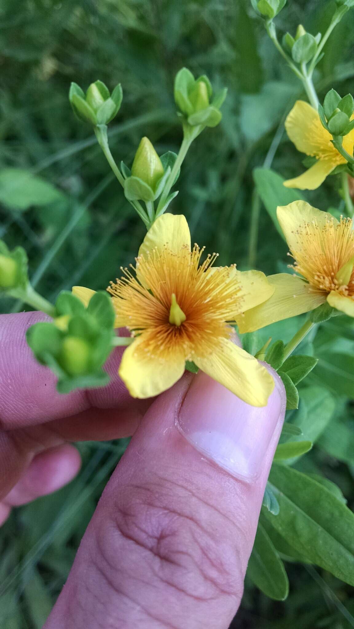 Sivun Hypericum swinkianum G. Wilh. & Rericha kuva