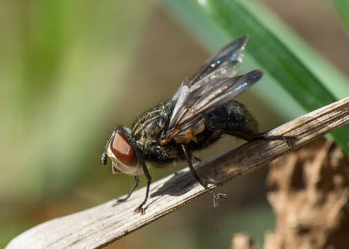 Image of Phasia subcoleoptrata (Linnaeus 1767)