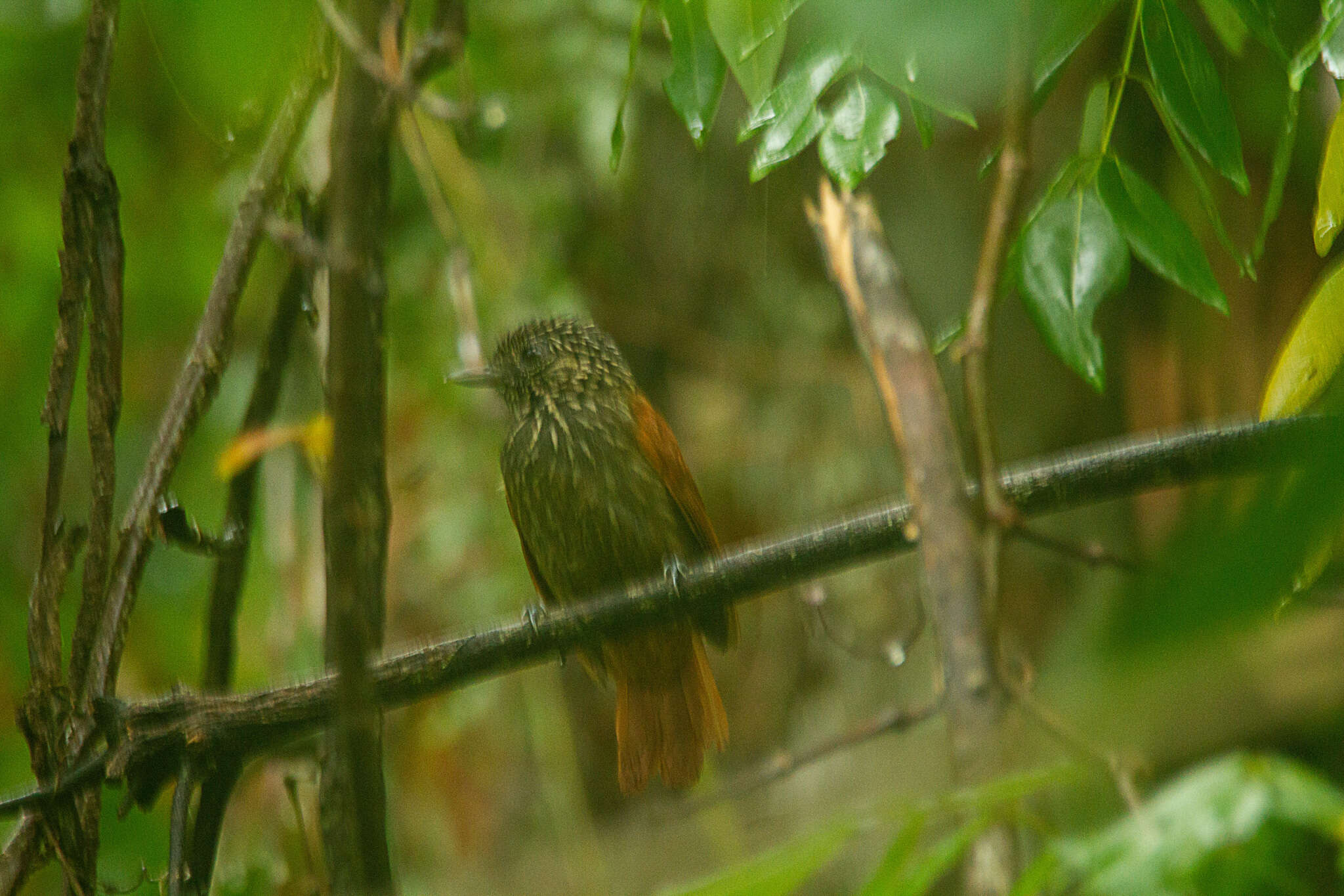 Image of Black Antshrike