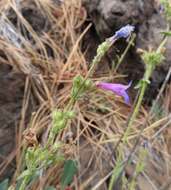 Image of low beardtongue