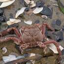 Image of Granulated mask crab
