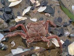 Image of Granulated mask crab