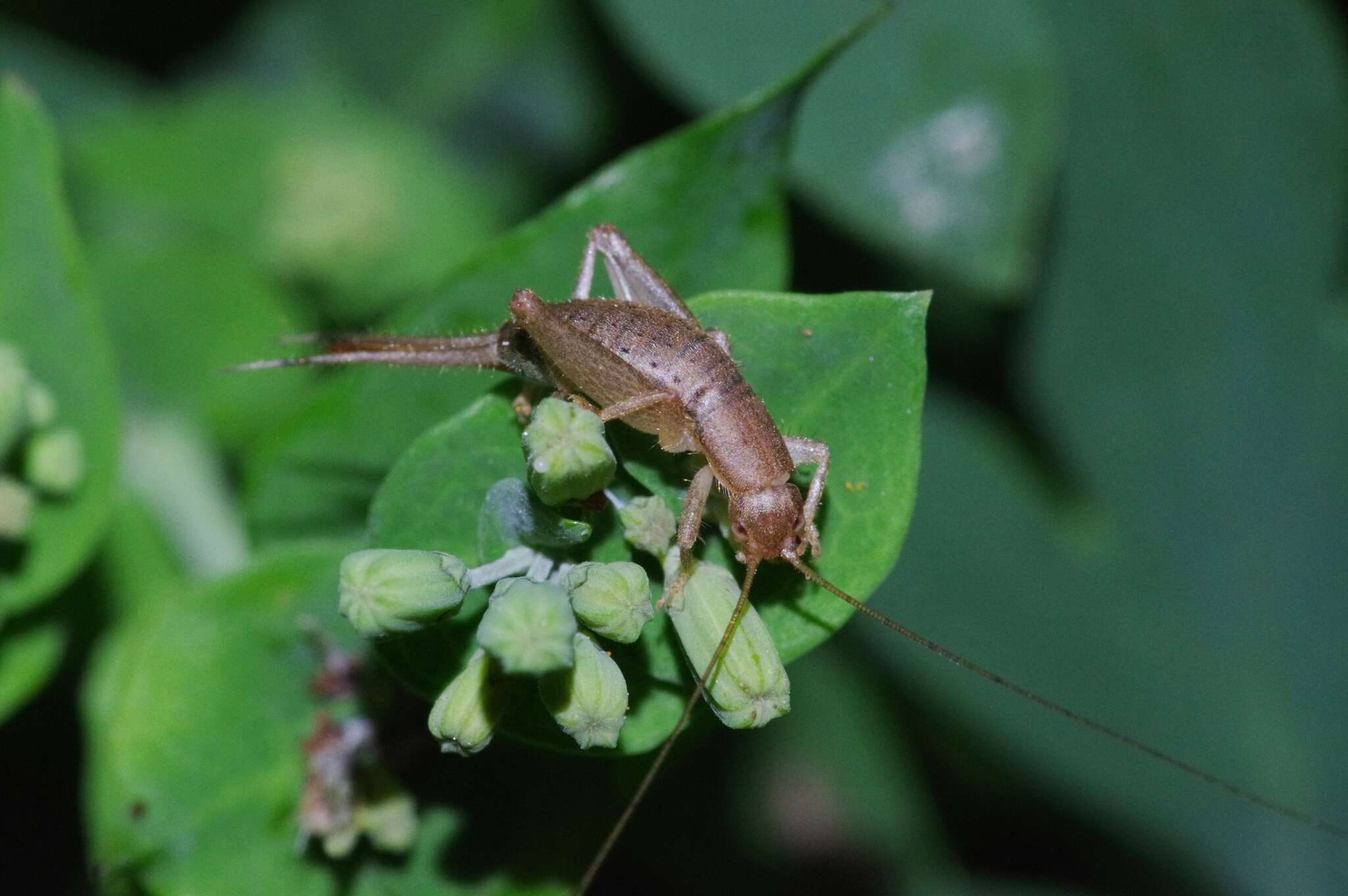 Image of Cricket