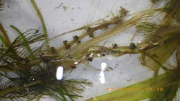 Image of Eurasian Water-Milfoil