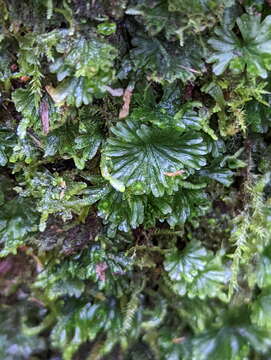 Image of Crepidomanes saxifragoides (C. Presl) P. S. Green