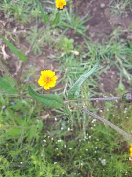 Image of Tridax trilobata (Cav.) Hemsl.