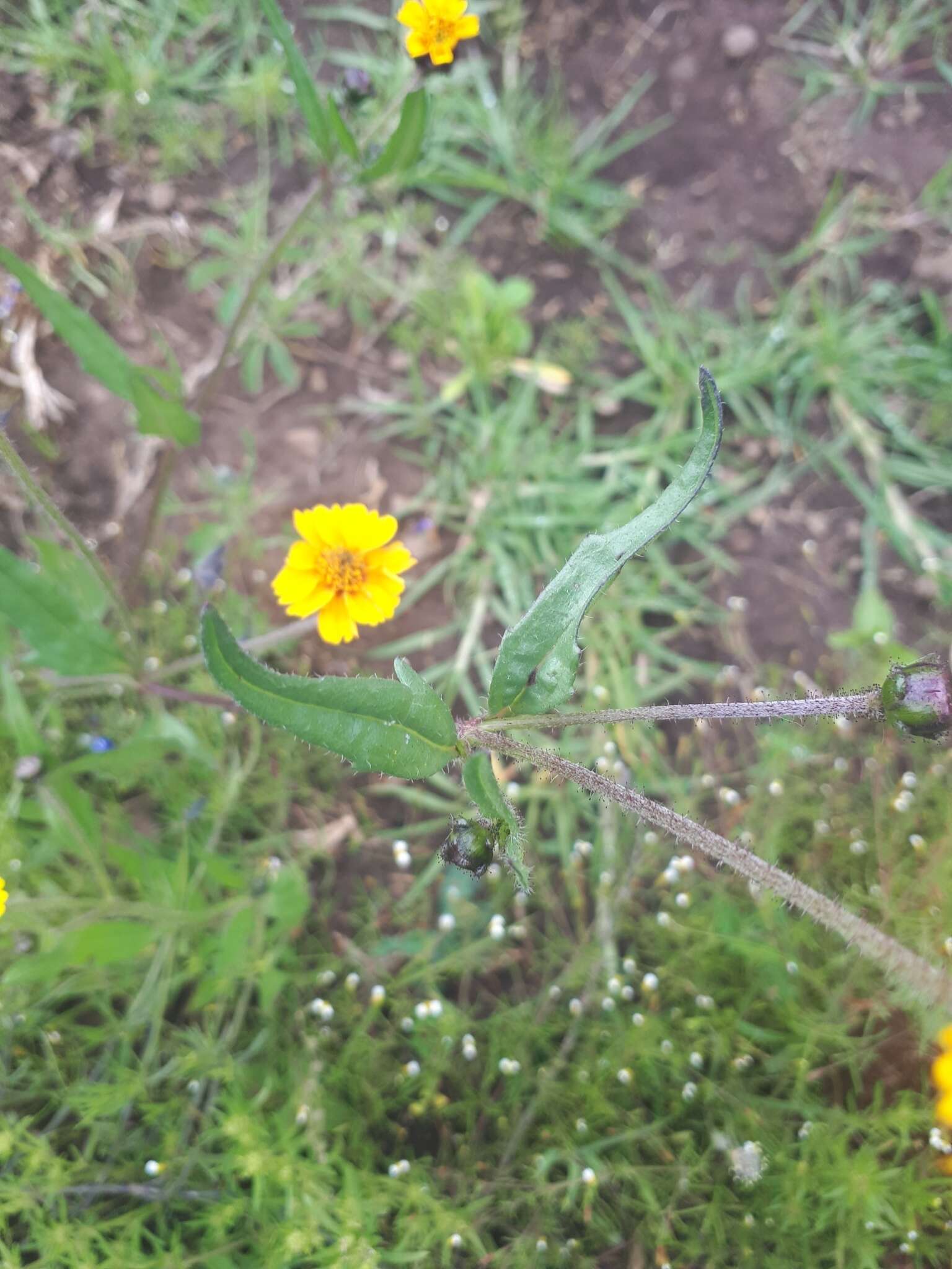 Image de Tridax trilobata (Cav.) Hemsl.