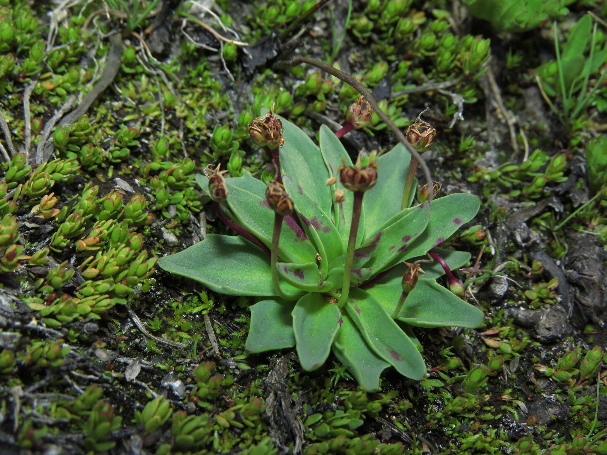 Plantago barbata Forst.的圖片