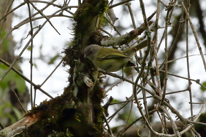 Image of Gray-capped Tyrannulet