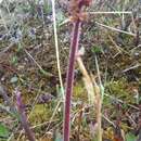 Image of stiffstem saxifrage