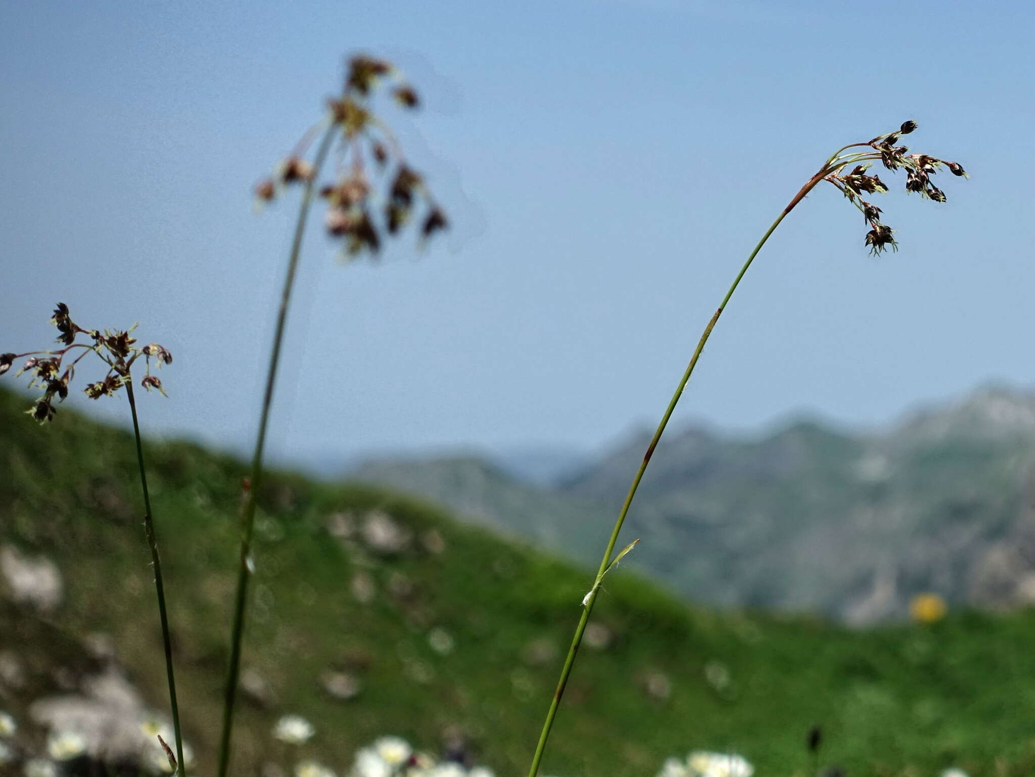 Imagem de Luzula sylvatica subsp. sieberi (Tausch) K. Richt.