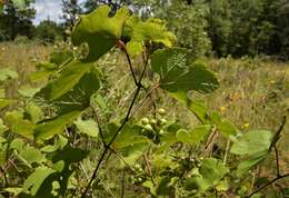 Imagem de Vitis aestivalis var. lincecumii (Buckley) Munson