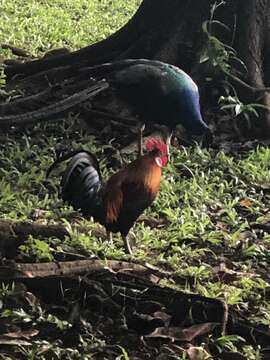 Image of Red Junglefowl