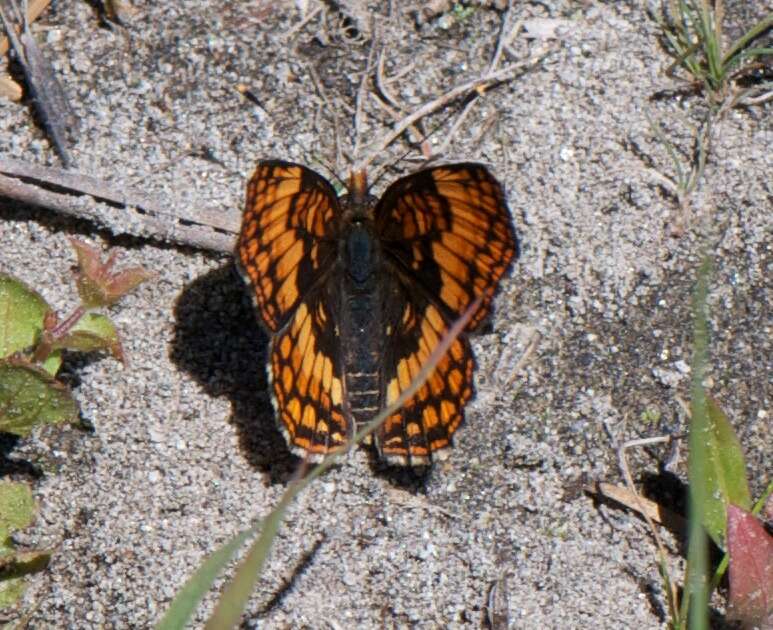 Image of Hoffmann's Checkerspot