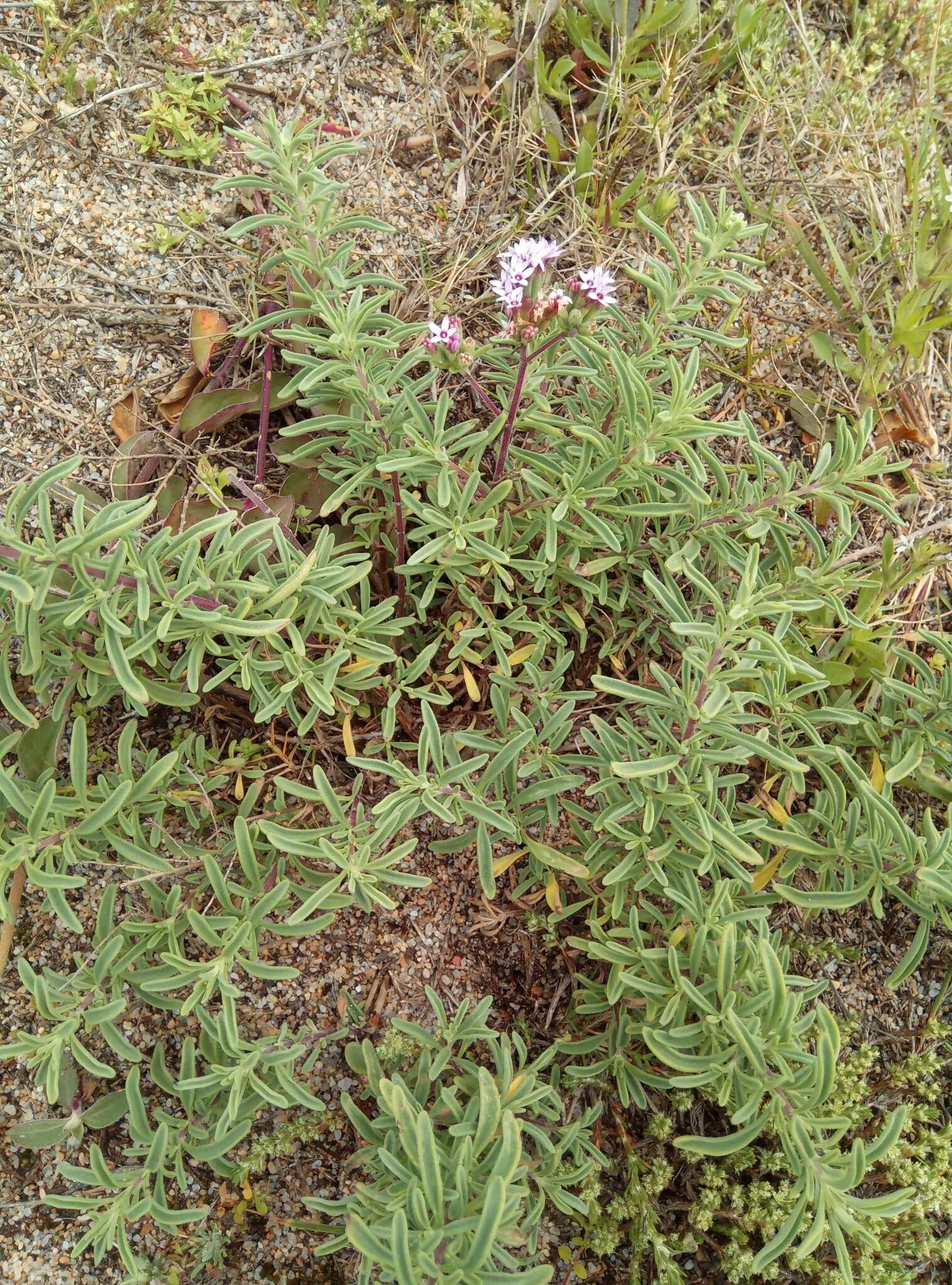 Image of Stevia satureifolia (Lam.) Lam.