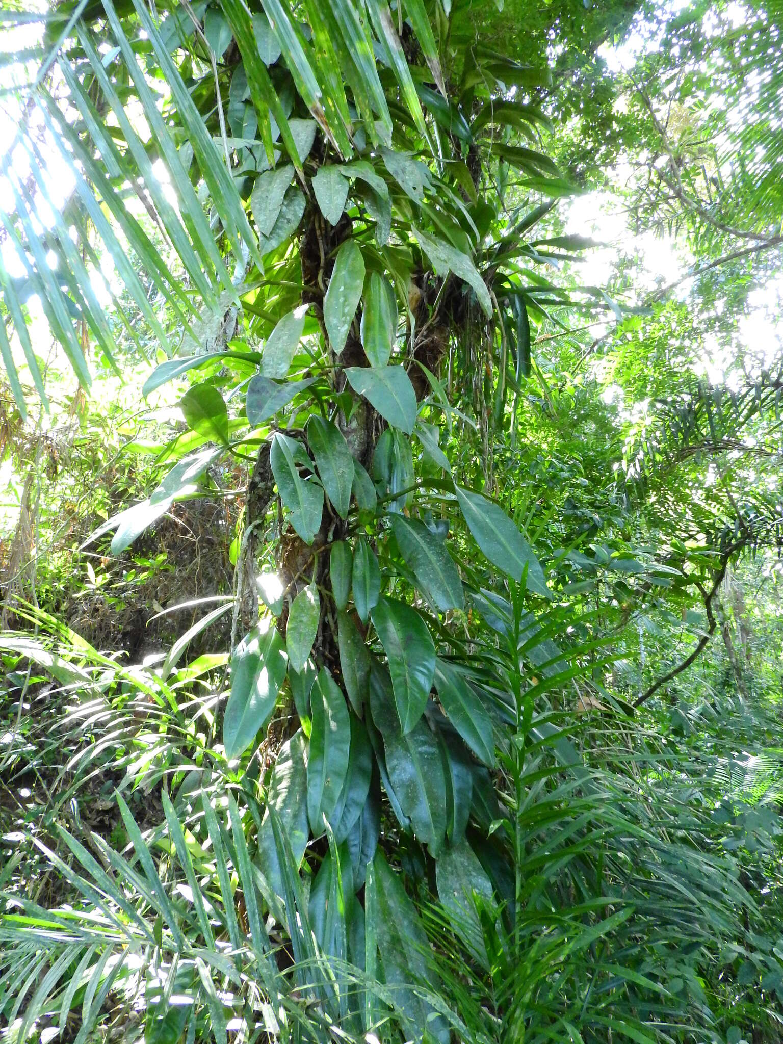 Philodendron crassinervium Lindl. resmi