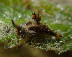 Image of Polycera melanosticta M. C. Miller 1996