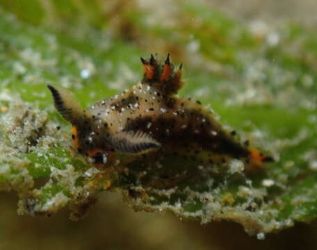 Image of Polycera melanosticta M. C. Miller 1996