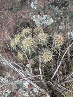 Image of Echinocereus santaritensis W. Blum & Rutow