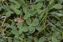 Image of strawberry clover