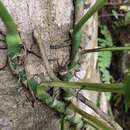 Image of Monstera adansonii subsp. laniata (Schott) Mayo & I. M. Andrade