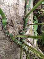 Monstera adansonii subsp. laniata (Schott) Mayo & I. M. Andrade resmi