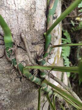 Image of Monstera adansonii subsp. laniata (Schott) Mayo & I. M. Andrade