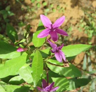 Pseuderanthemum laxiflorum (A. Gray) Hubbard ex L. H. Bailey resmi