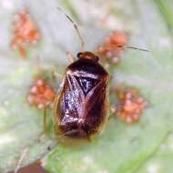 Image de Monalocoris filicis (Linnaeus 1758)