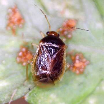 Image of Monalocoris filicis (Linnaeus 1758)