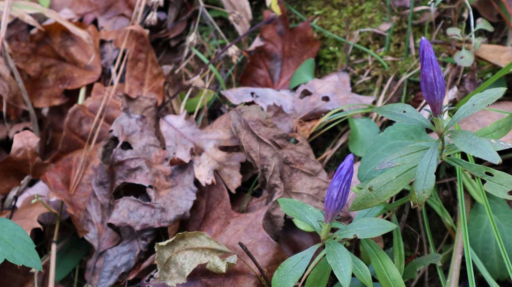 Imagem de Gentiana saponaria L.