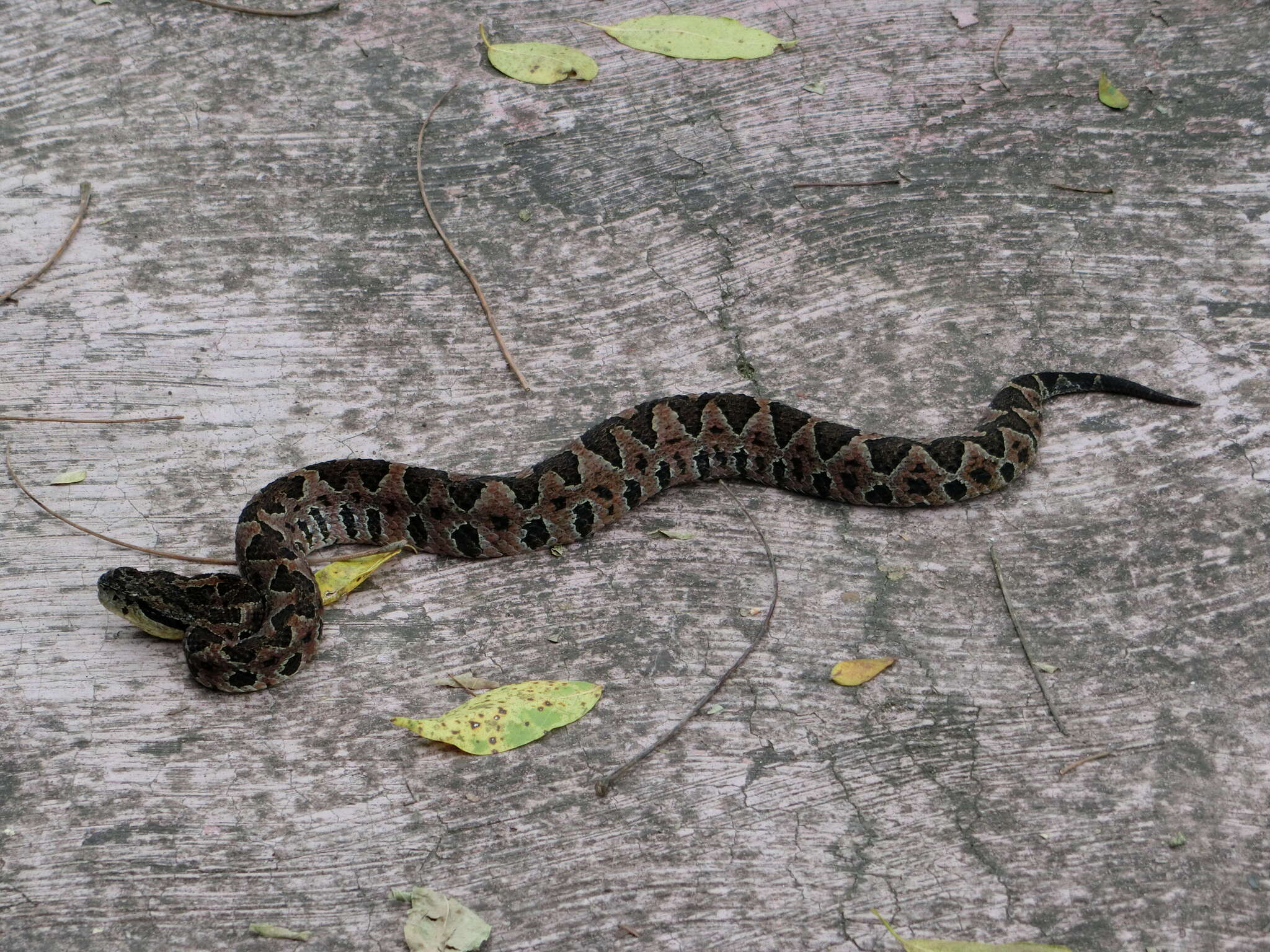 Image of Metlapilcoatlus indomitus (Smith & Ferrari-Castro 2008)