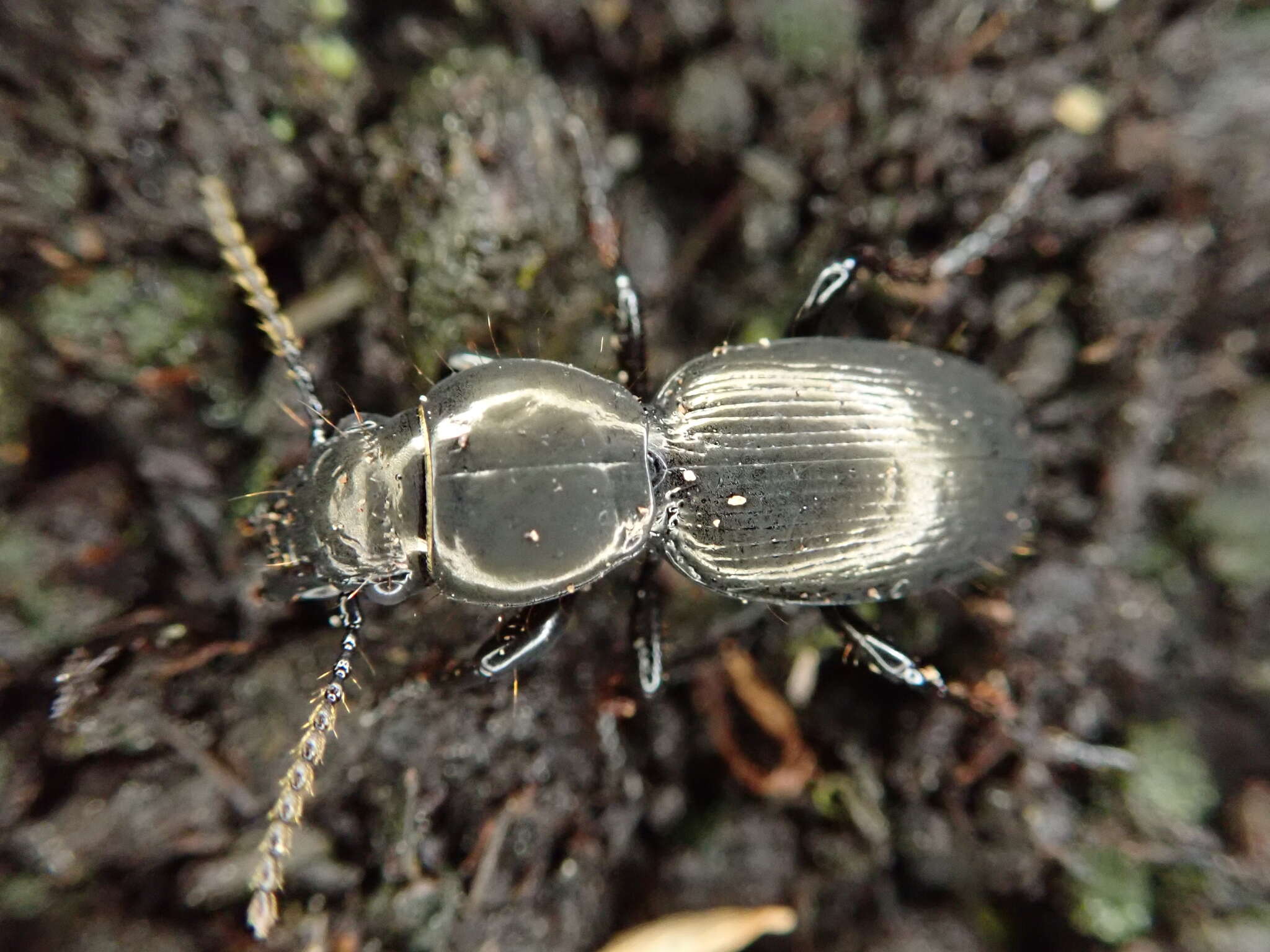 Image of Oregus inaequalis (Laporte 1867)