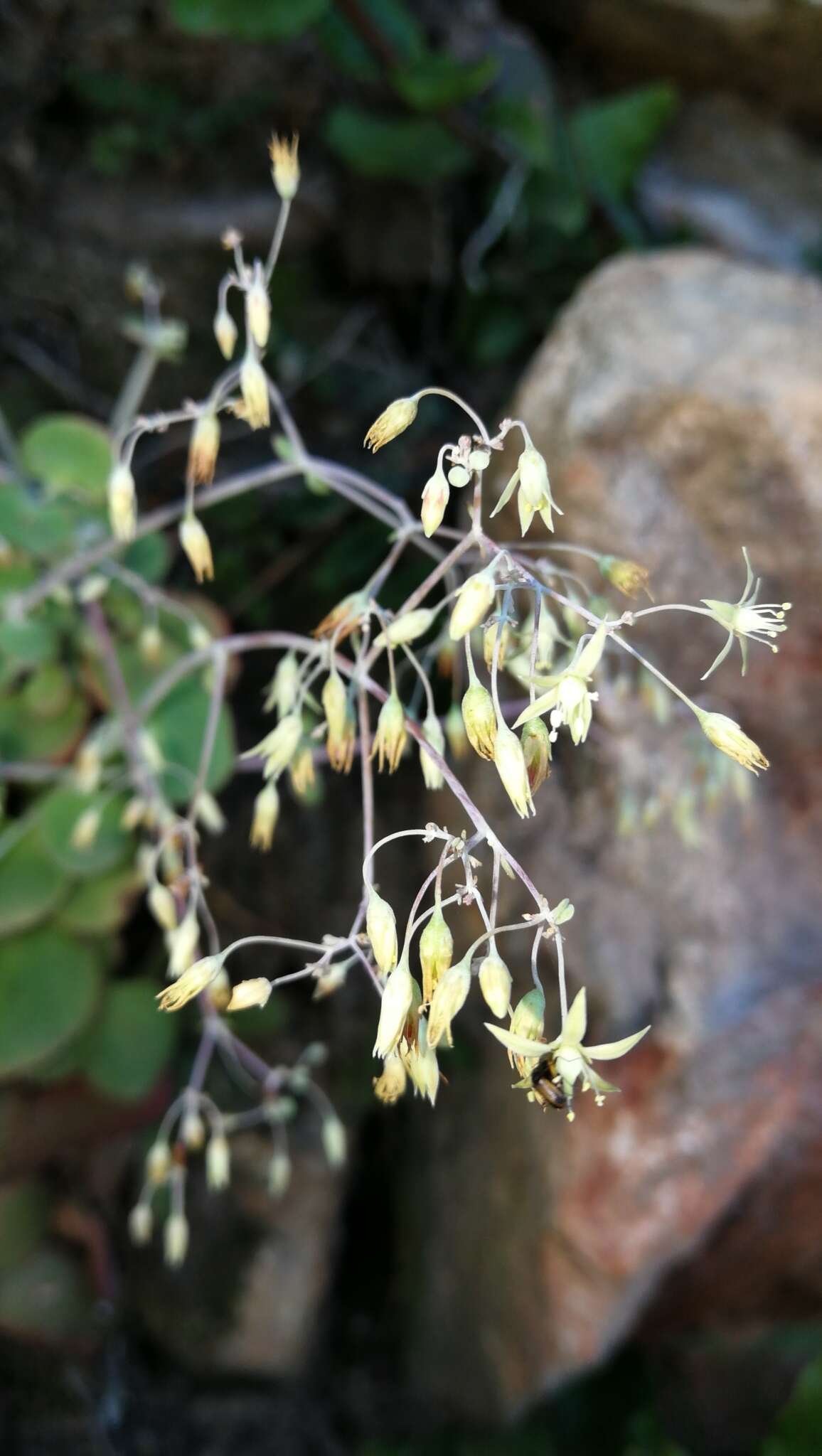 Image of Crassula cordata Thunb.