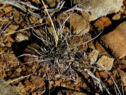 Image of Eragrostis nindensis Ficalho & Hiern