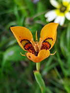 Image of Moraea tulbaghensis L. Bolus