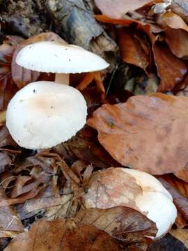 Слика од Hygrophorus lindtneri M. M. Moser 1967