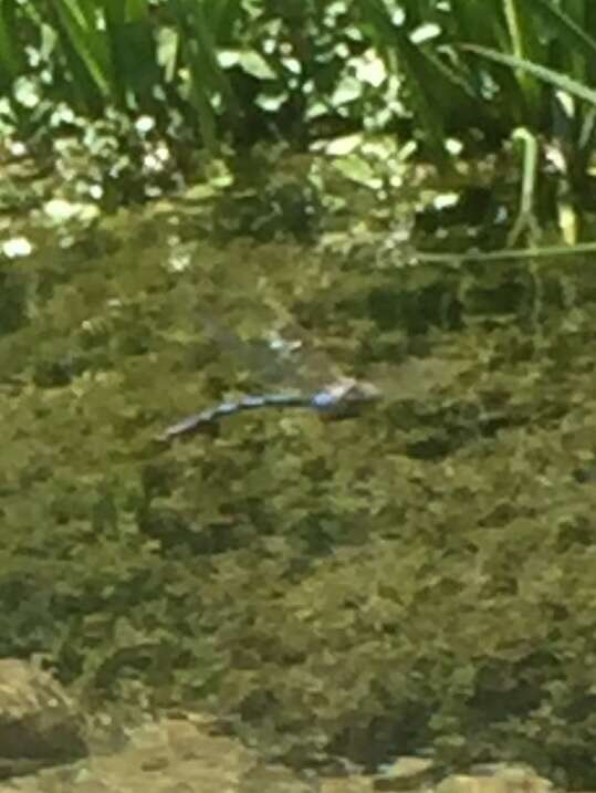 Image of Giant Darner