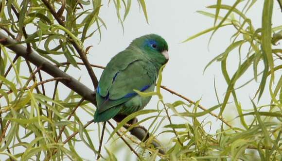 Image of Spectacled Parrotlet