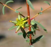 Image of Pimelea spiculigera F. Müll. ex Benth.