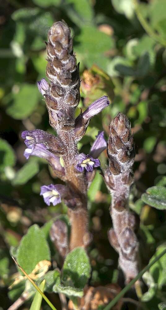 Imagem de Phelipanche rosmarina (G. Beck) Banfi, Galasso & Soldano