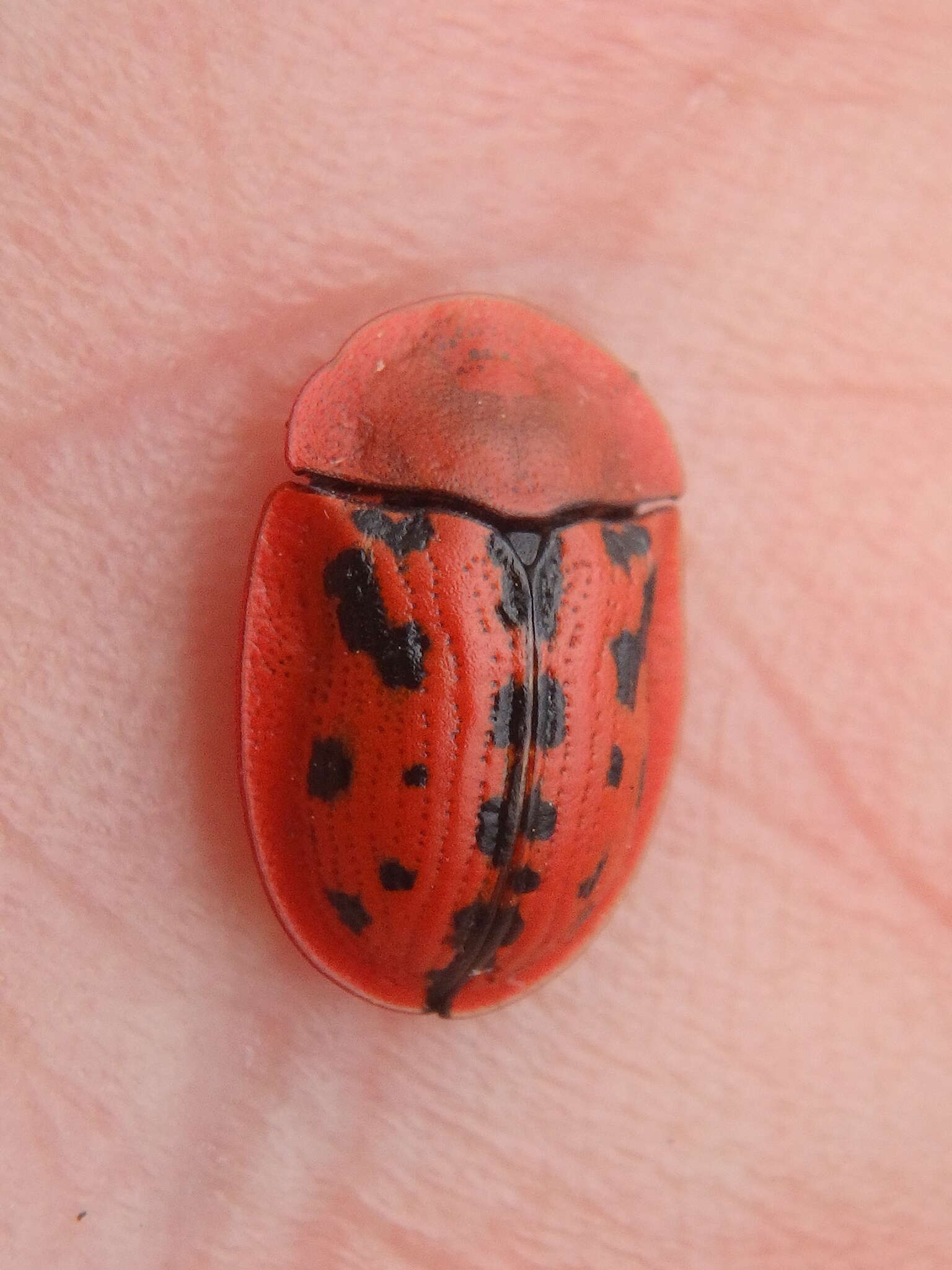 Image of Fleabane tortoise beetle
