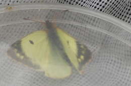 Image of bergers clouded yellow