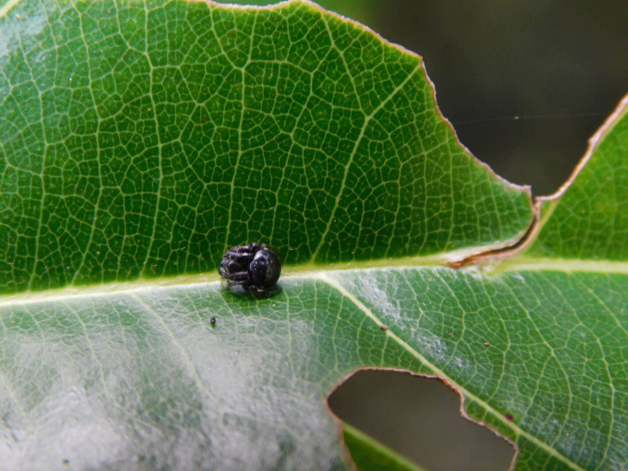 Image of Araneus nox (Simon 1877)