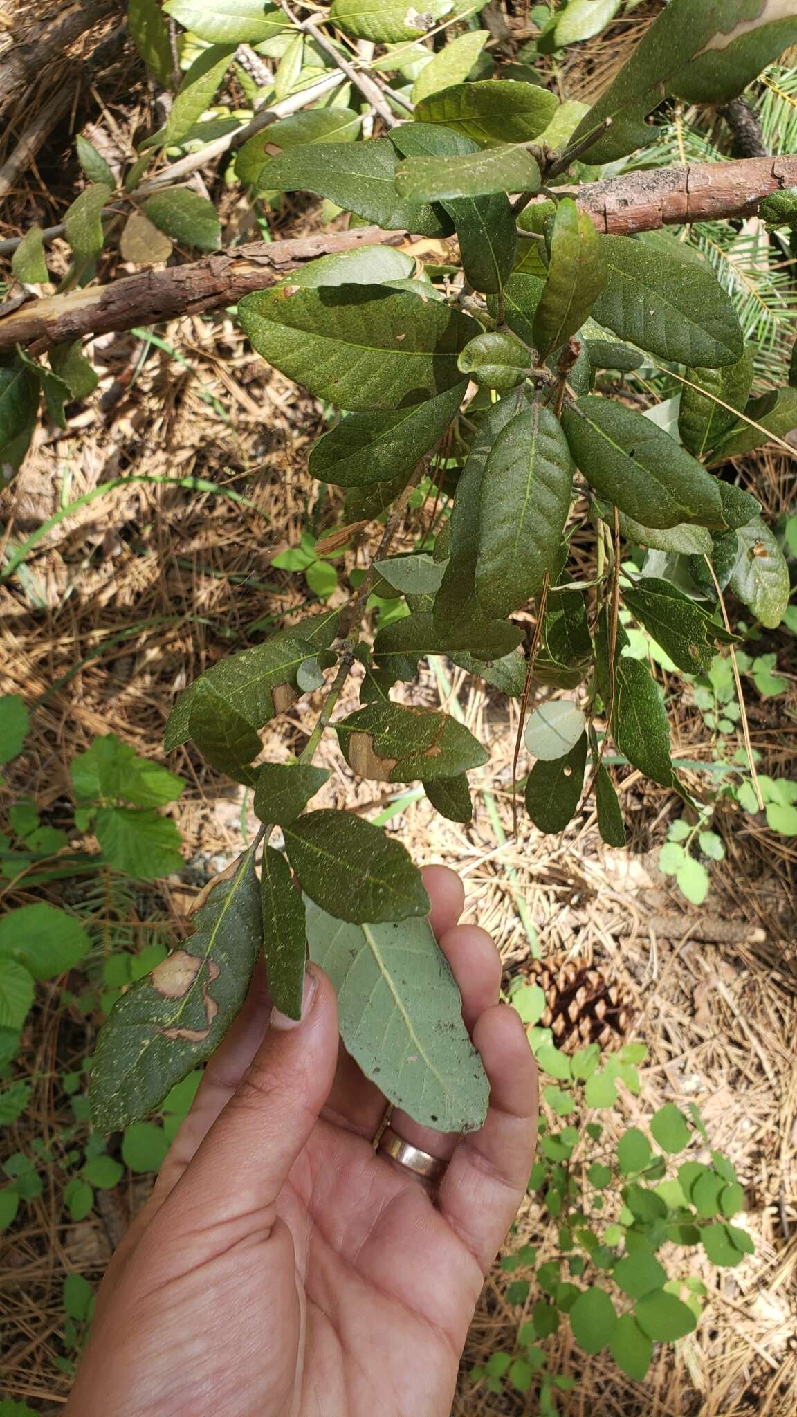 Notholithocarpus densiflorus var. echinoides (R. Br. ter) Manos, Cannon & S. H. Oh的圖片