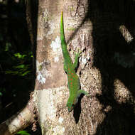 Phelsuma madagascariensis Gray 1831 resmi