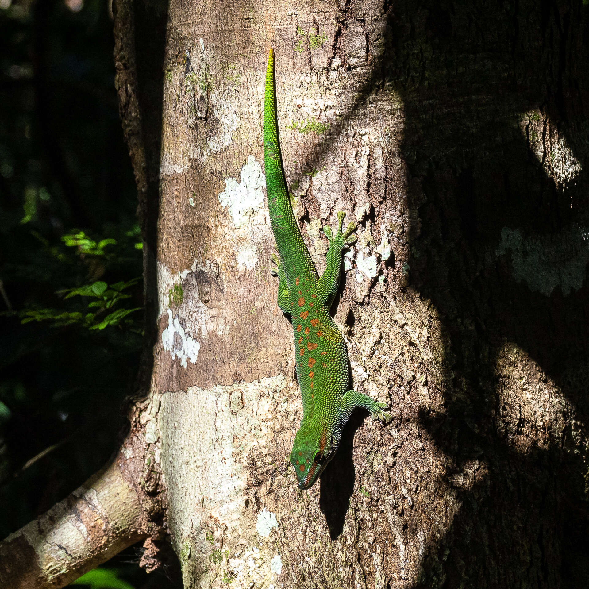 Plancia ëd Phelsuma madagascariensis Gray 1831