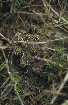 Image of Echinocereus fitchii subsp. albertii