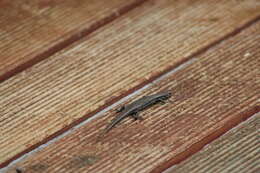 Image of Tasmanian Tree Skink